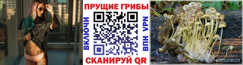 Псилоцибиновые грибы Psilocybine cubensis  Майский 